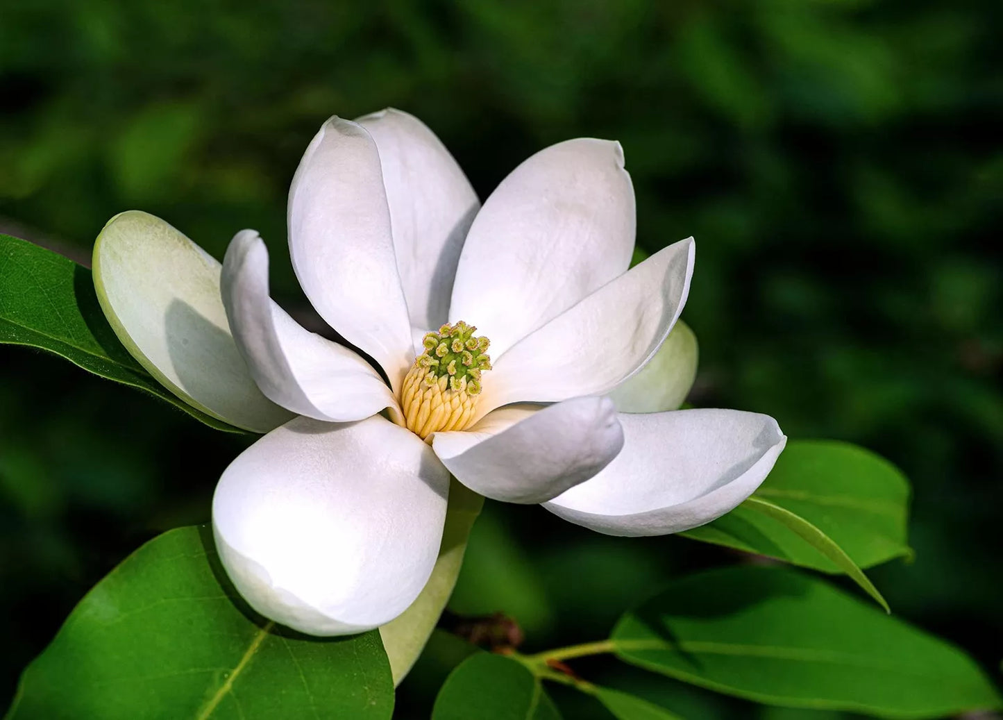 Sweetbay Magnolia Tree Seeds - 20 Pack, Northern Variety, Magnolia virginiana, Deciduous, Fragrant White Flowers