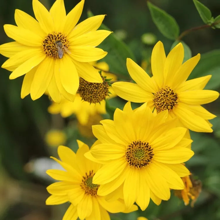 Lemon Queen Sunflower Seeds - 25+ Annual Yellow Blooms - Helianthus annuus