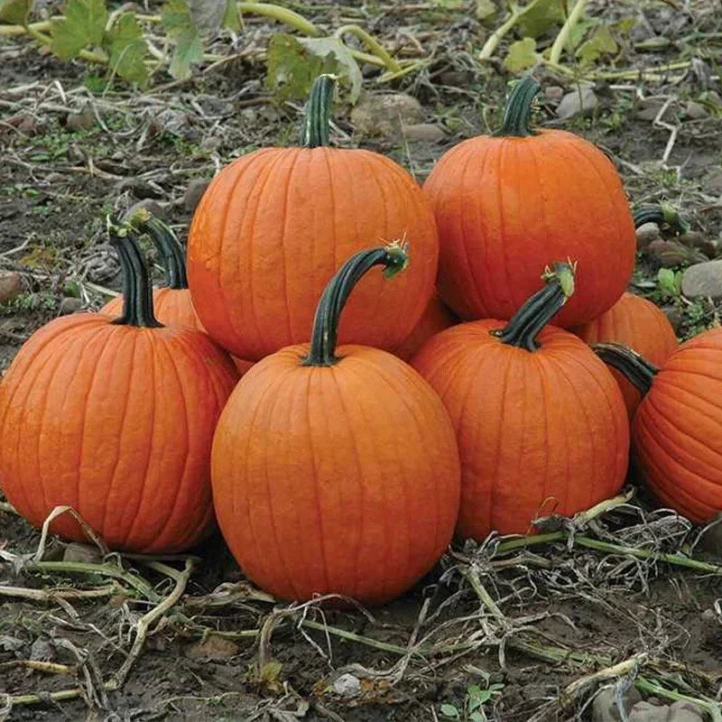 Howden's Field Pumpkin Seeds - Carving & Pie Pumpkin Variety | Cucurbita pepo