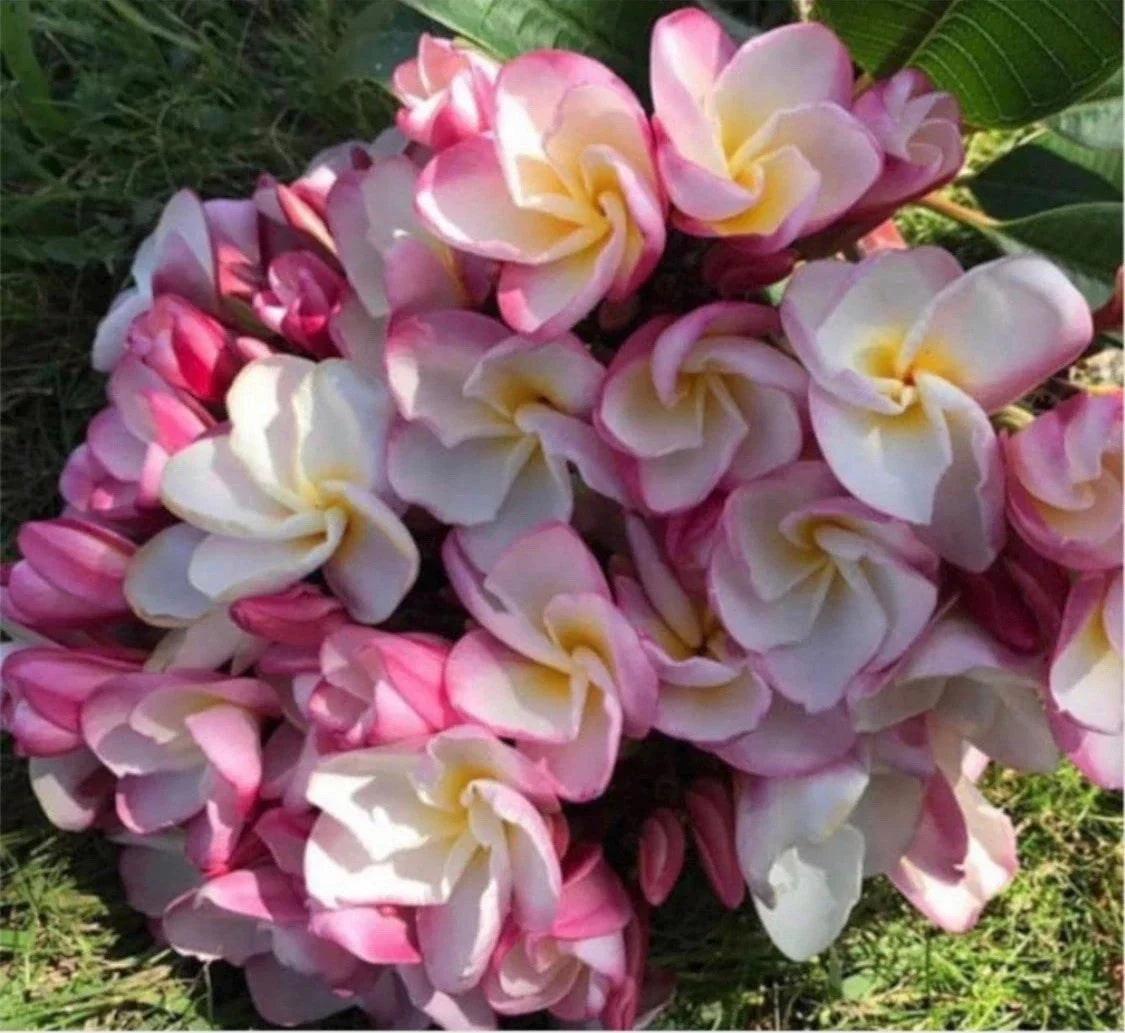 Rooted Plumeria Plant Cutting - Nakamoto's Bouquet - 15" with 2 Tips - Frangipani for Tropical Gardens