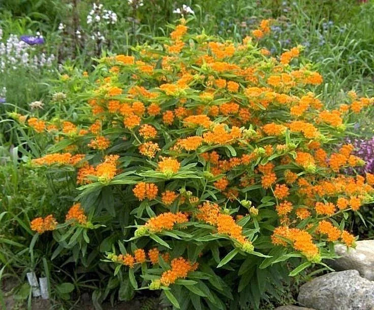 Orange Butterfly Weed Seeds - Native Wildflower Asclepias tuberosa for Container Gardens