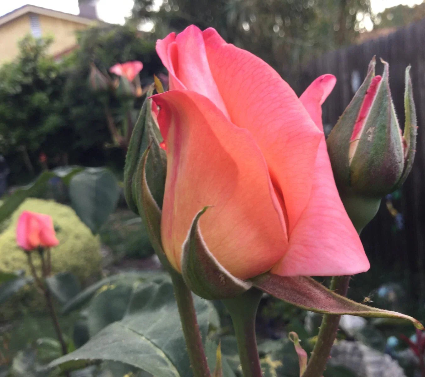 Apricot Rose Cuttings 3 Stems for Rooting & Grafting - Rosa spp.