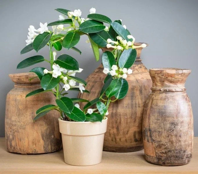 Madagascar Jasmine Starter Plant - Small Rooted Stephanotis floribunda - Fragrant Indoor Flowering Vine