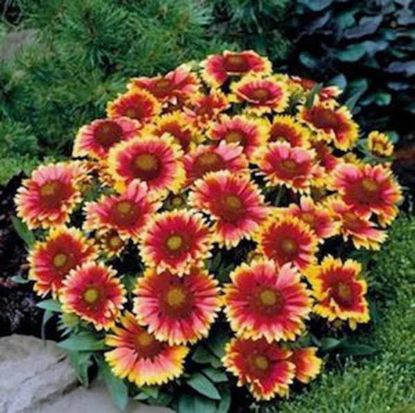 Gaillardia Seeds 100 Count - Arizona Sun Variety | Bright Large Cut Flowers