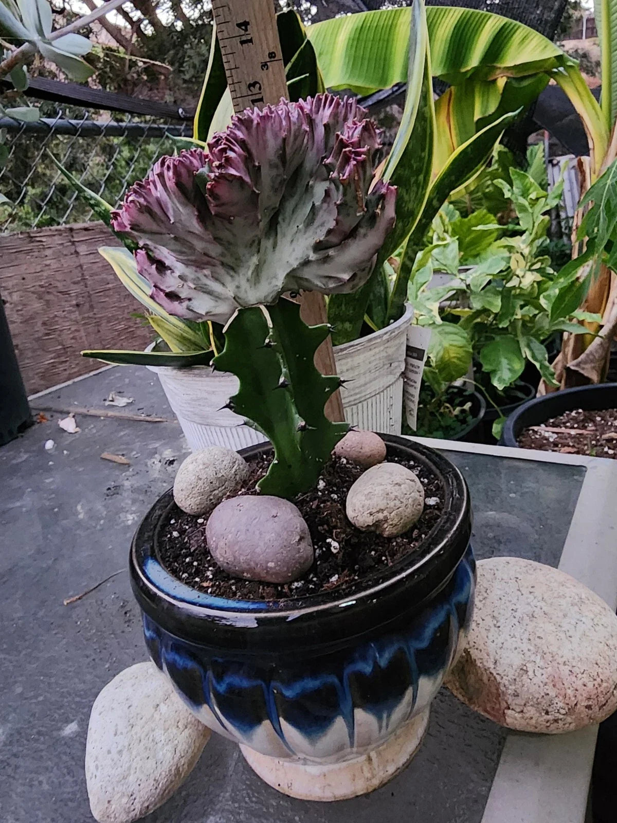 Crested Lactea Variegated Live Succulent Plants - Well-Rooted Euphorbia lactea variegata with Free Bonus Plants