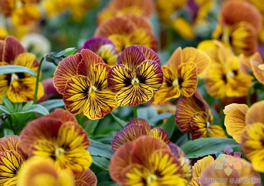 Tiger Eye Yellow Pansy Seeds - Viola x wittrockiana, 200+ Pack, Garden Flowers, Annual, Bright Yellow Blooms, USA Grown