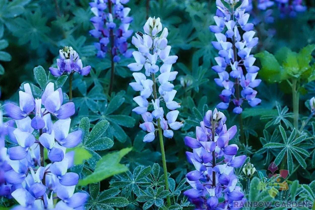 Teal Lupine Seeds - 25+ Perennial Garden Planting - Lupinus perennis - Attracts Pollinators