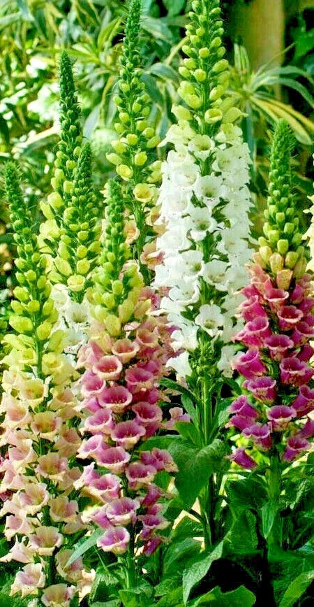Foxglove Seeds Bulk 1012 Digitalis purpurea Spotted Purple Pink White Flower Seeds