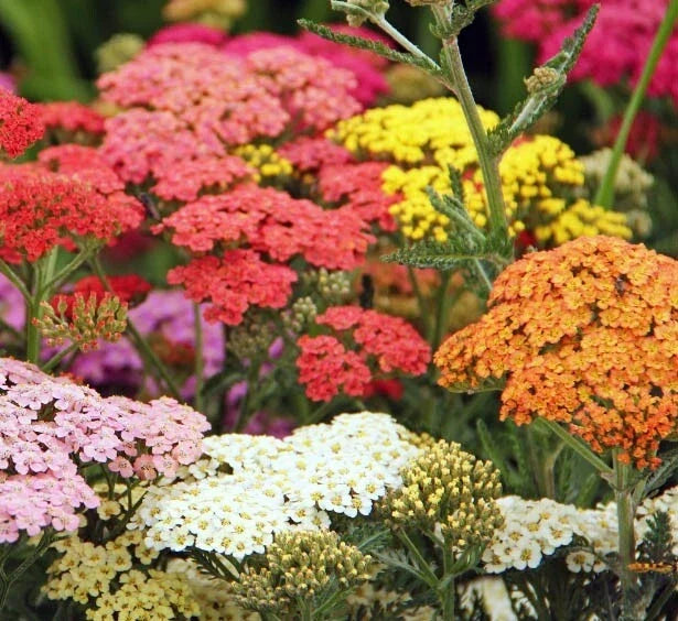 Yarrow Seeds COLORADO Mix Perennial Wildflower Non-GMO Achillea millefolium Seed Pack for Xeriscaping