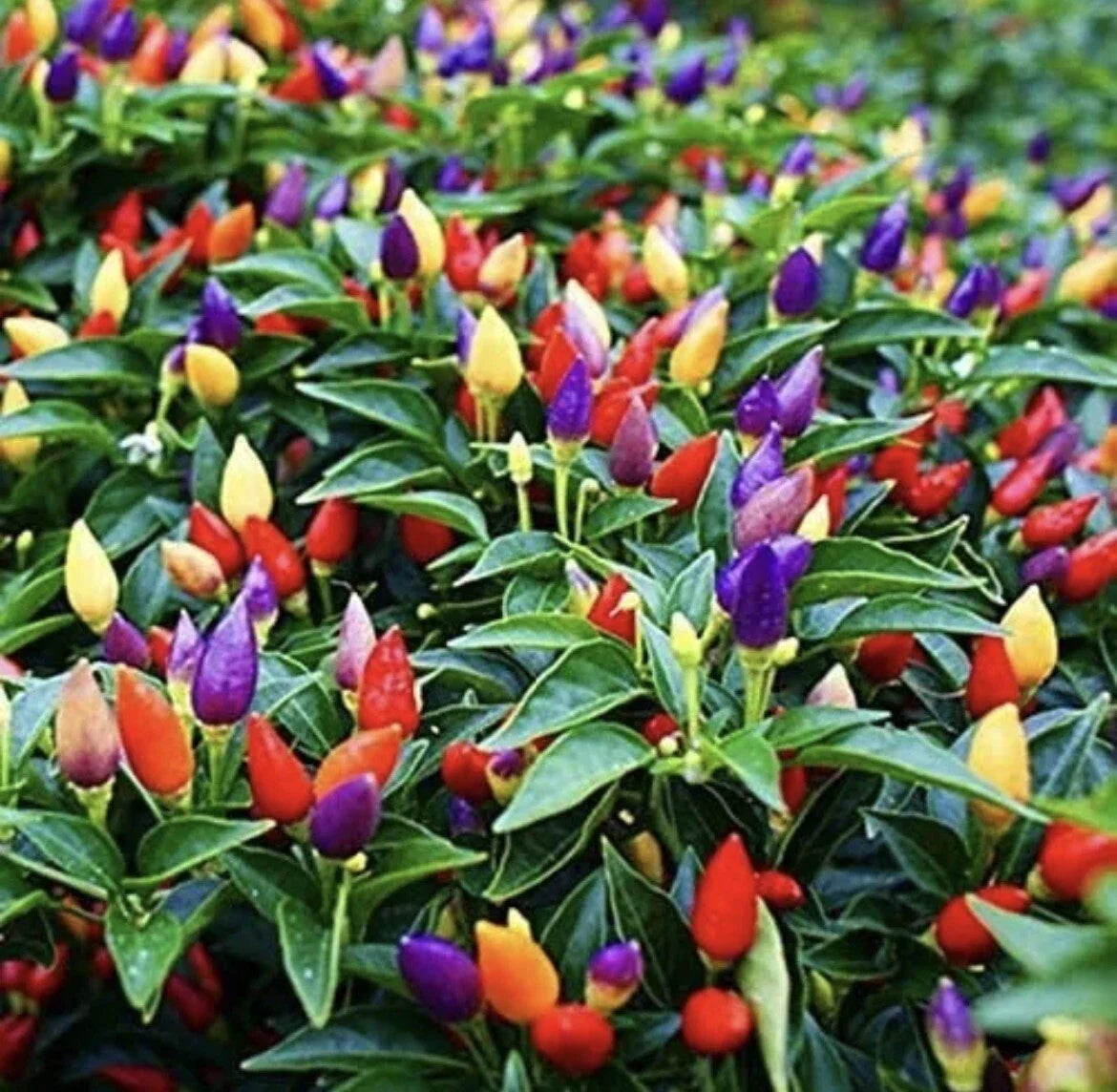 Five Color Chili Pepper Seeds - Rainbow Capsicum annuum for Gardening & Cooking, 50+ Seeds Pack