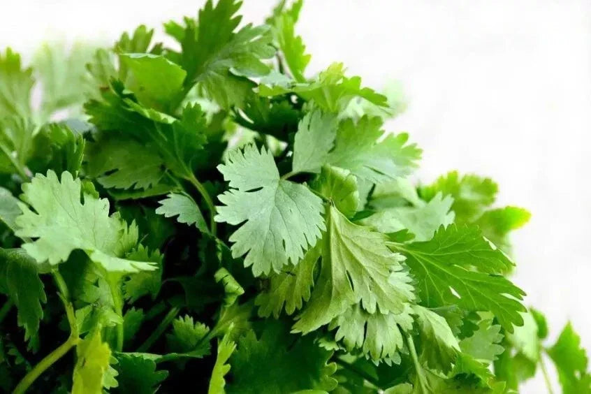 Cilantro Seeds - 1000+ Heirloom Organic Non-GMO Coriandrum sativum