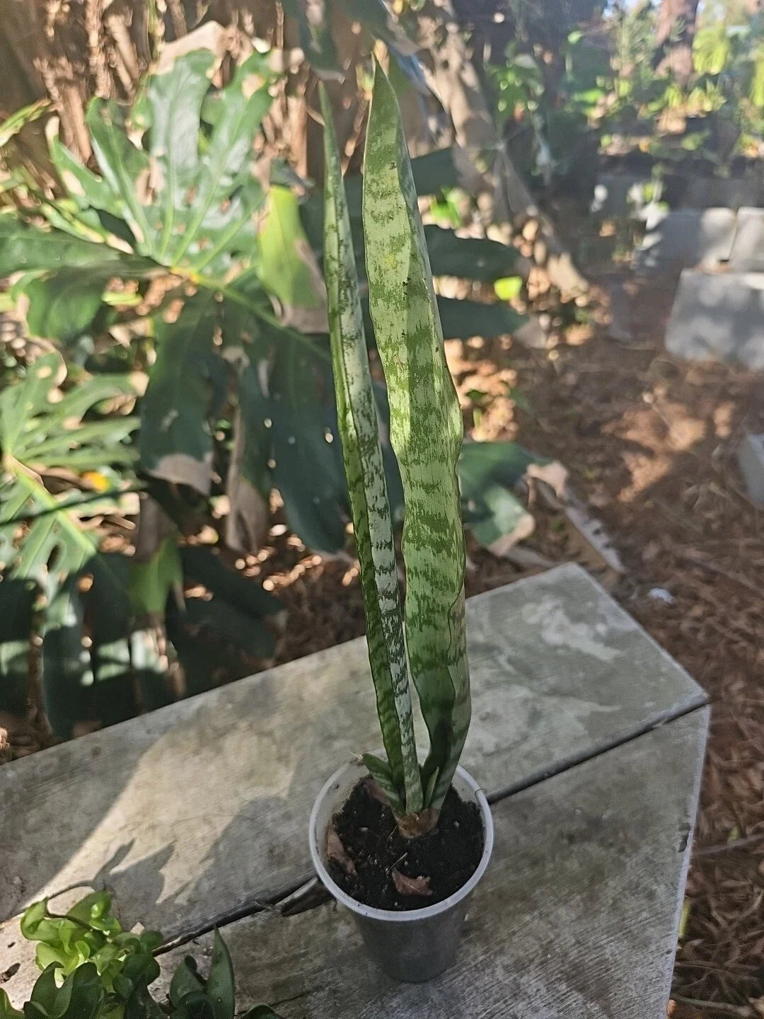 Sansevieria Zeylanica Bare Root Plant – Mother-in-Law's Tongue Succulent, Upright, Variegated Green and Yellow, Indoor Air Purifier