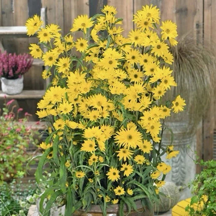 Maximilian's Sunflower Seeds 500+ | Helianthus maximiliani | Native Wildflower Seeds for Gardens & Pollinators
