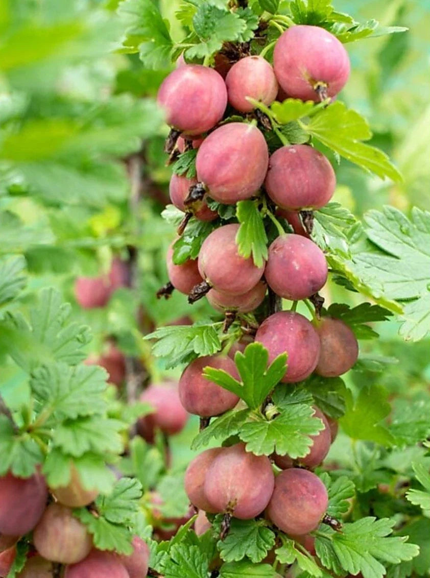 Jeanne Gooseberry Plant - Live Rooted Edible Shrub Ribes hirtellum - Zones 3-7, Bushy, 3-4 ft, Fruit-bearing, Easy Care