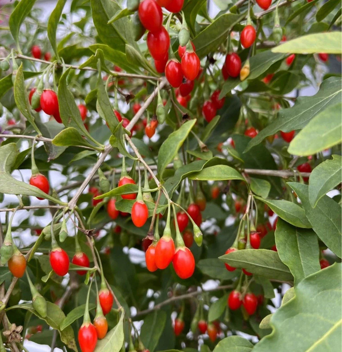 Goji Berry Seeds 500+ Non-GMO Lycium barbarum for Home Gardening, Organic Superfood, Perennial Shrub