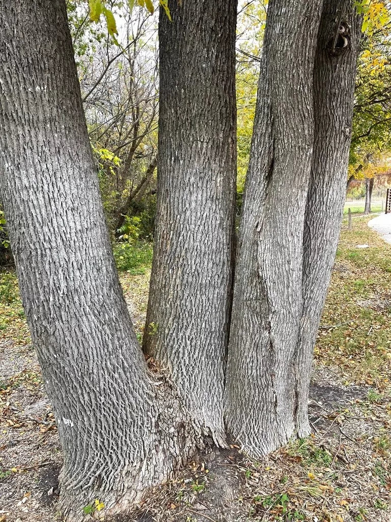Green Ash Tree Seeds - 50 Pack - Fraxinus Pennsylvanica Lanceolata - Native Landscaping & Reforestation Seeds