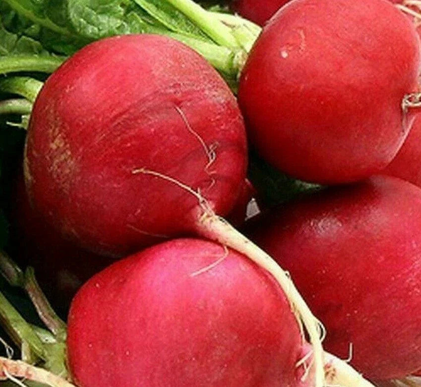 German Giant Radish Seeds 200+ Count - Raphanus sativus Vegetable Seeds