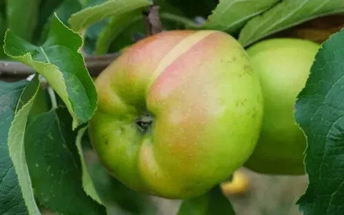 Lady Henniker Apple Seeds - 25+ Pack, Malus domestica, Heritage Variety for Home Garden Planting, Non-GMO, USA Grown