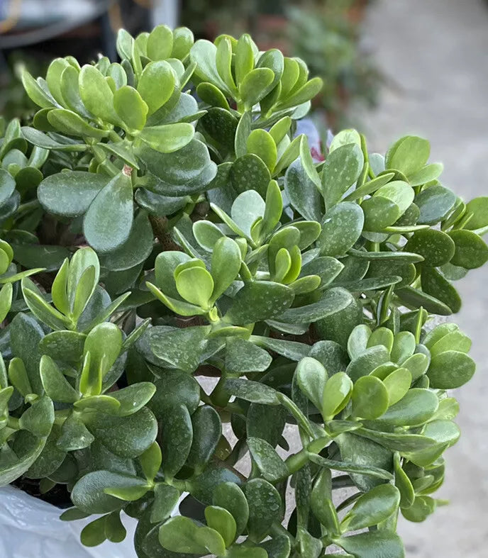 Jade Plant - Crassula ovata - Rooted Indoor Succulent from 1 Gallon Pot