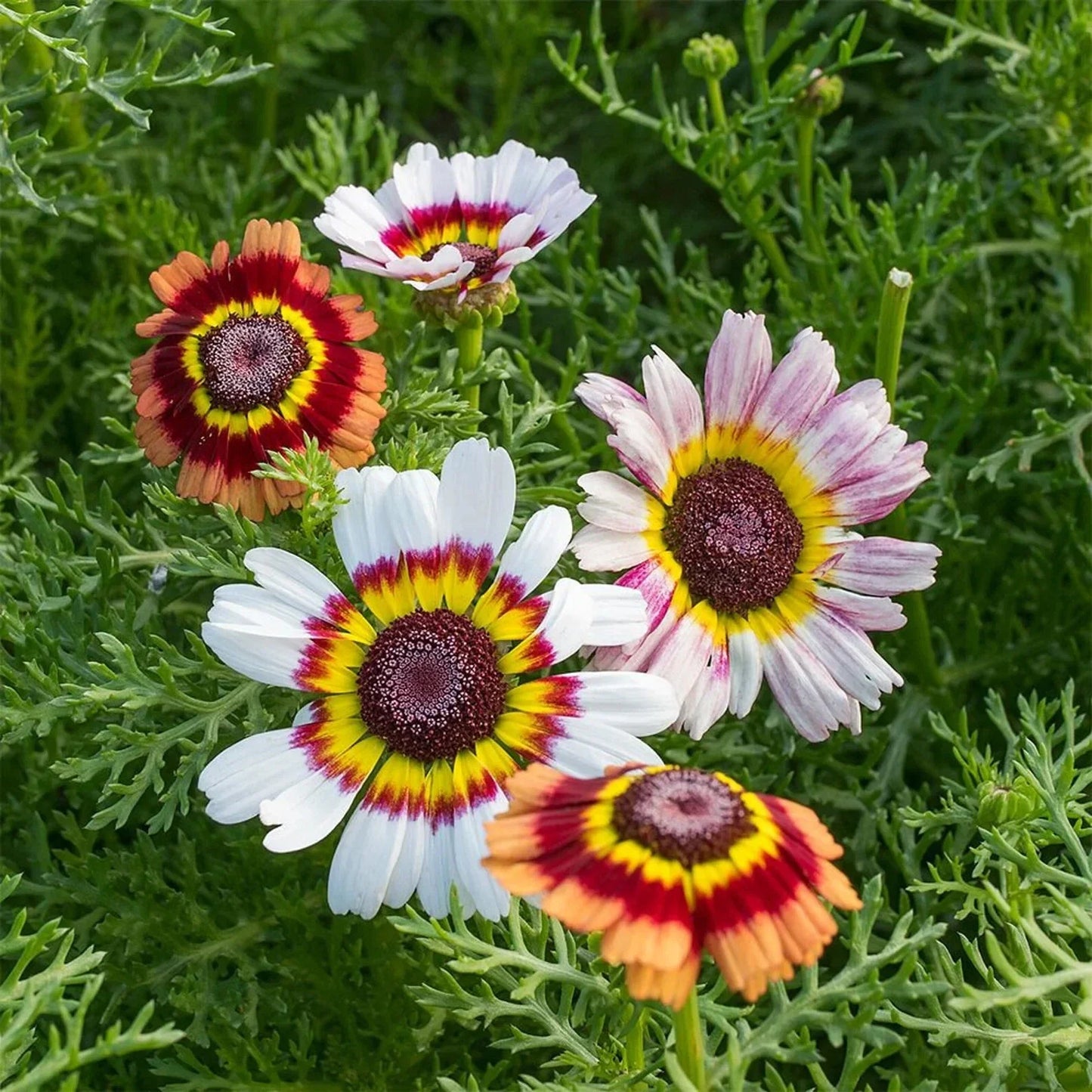 Painted Mix Daisy Flower Seeds - Pink, Red, Yellow - Bellis perennis - 50 Seeds for Garden Beds & Containers