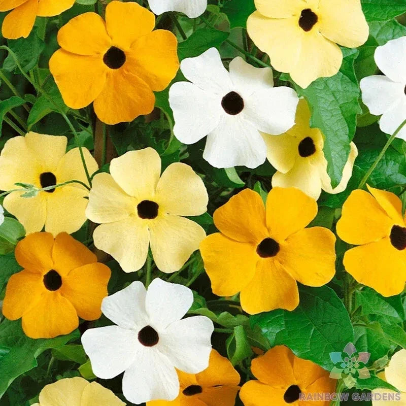 Vine Mix Rudbeckia Seeds - 200+ Pack for Garden Planting - Black-eyed Susan (Rudbeckia hirta)