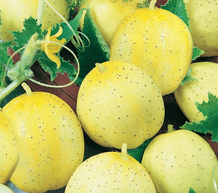 Lemon Cucumber Seeds 50+ Pack for Salad, Pickling, Culinary Garden Cucumis sativus