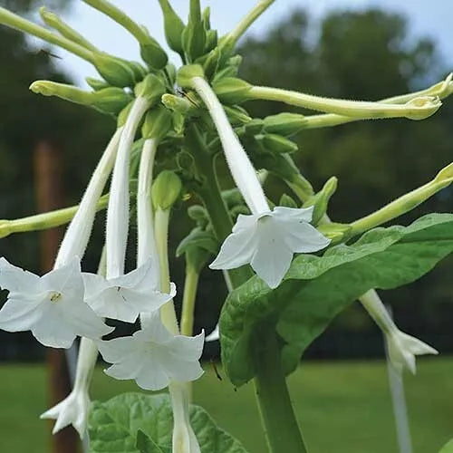 Tobacco Seed Collection - 5 Varieties Nicotiana Seeds for Gardening, Ornamental & Educational Plants