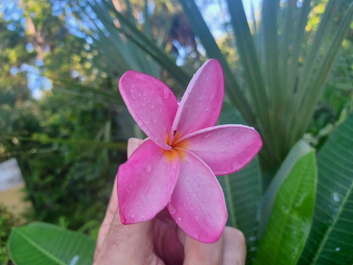 Plumeria Cuttings 8-10" Single Tip - Vibrant Frangipani Colors for Tropical Gardens