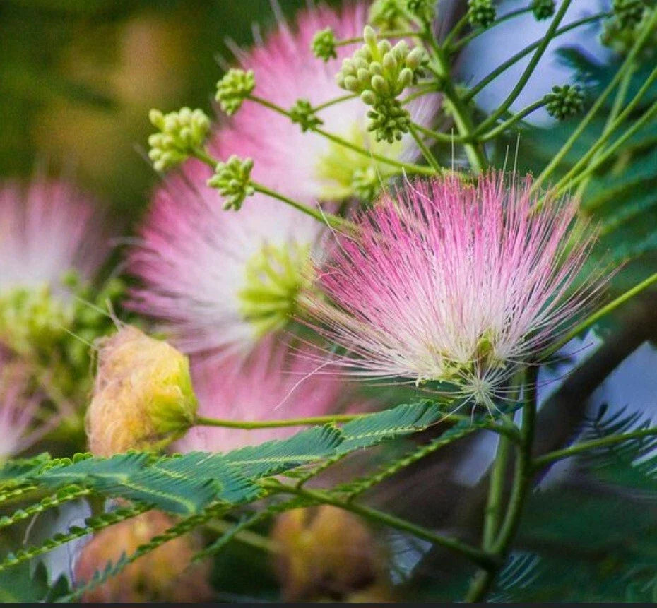 Pink Mimosa Tree Cuttings - 12 Unrooted Albizia julibrissin Silk Flowers for Pollinators