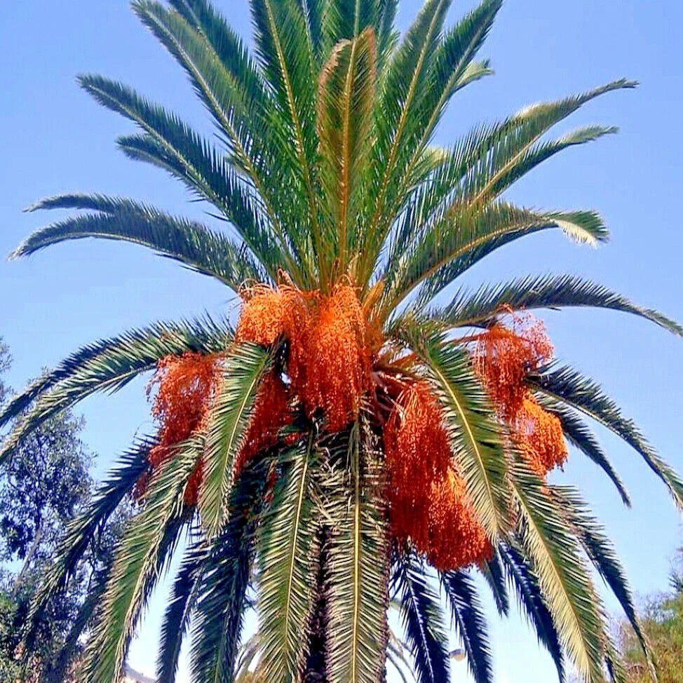 Canary Island Date Palm Seeds - Hardy Phoenix Canariensis Fruit Tree for Landscaping and Garden