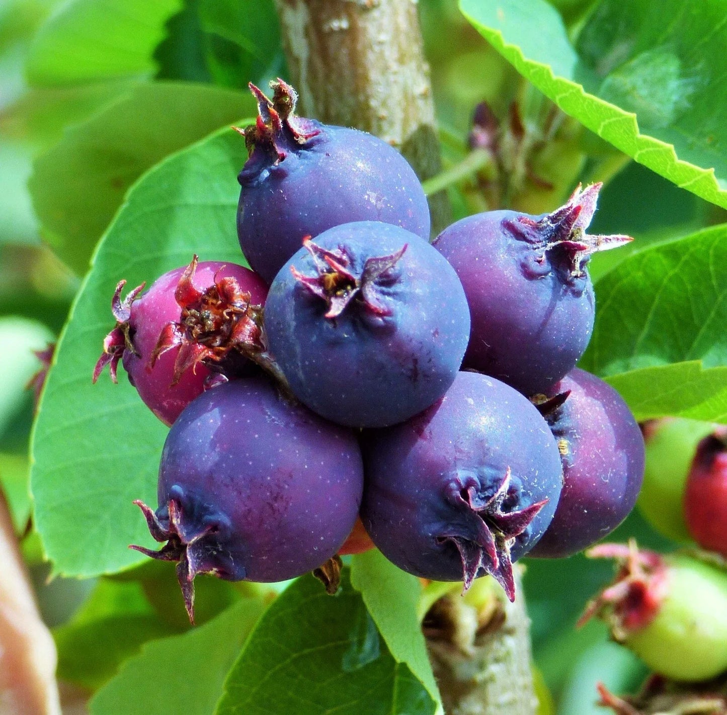 Saskatoon Serviceberry Plant - Edible Blue Berries, Amelanchier alnifolia, Self-Pollinating Shrub, Zones 4-7