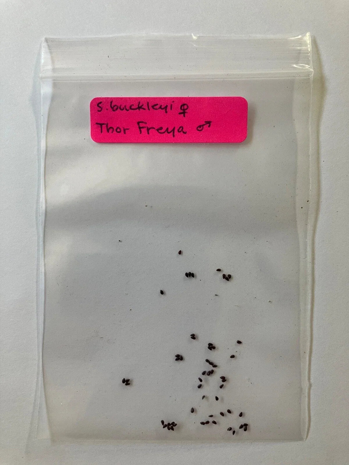 S. Buckleyi x Thor Freya Seeds - Rare Hybrid Carnivorous Plant Seeds for Indoor & Outdoor Growing