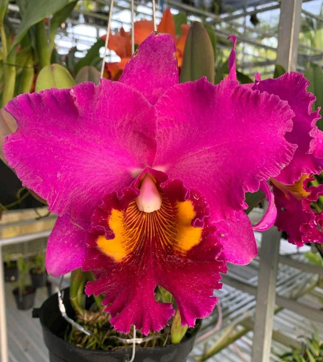 Blc Chia Lin Ruby Red Dragon Cattleya Orchid Plant - 4.5" Pot, Near Blooming Size