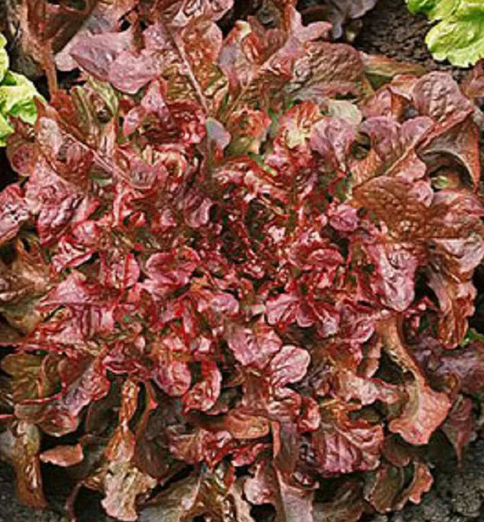 Red Salad Bowl Lettuce Seeds - Leaf Lettuce, Cold Tolerant, Lactuca sativa, 600+ Seeds for Vegetable Garden