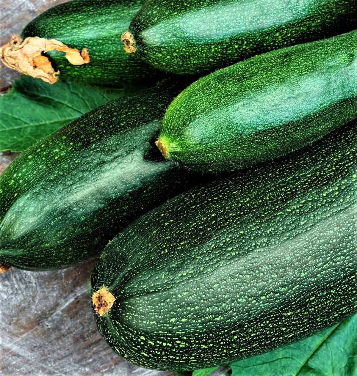 Non-GMO Dark Green Zucchini Seeds 30 Pack Cucurbita pepo for Home Garden, Container Growing