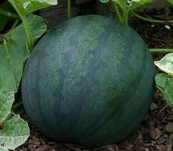 Watermelon Seeds Sugar Baby Variety - 25+ Seeds, Bush Growth, 8-10 lbs Fruit