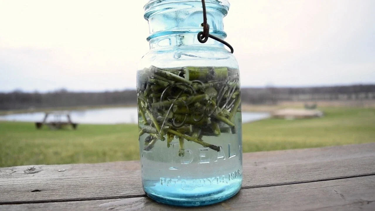Willow Water Rooting Hormone - Natural Plant Propagation Solution for Cuttings - Salix spp. - 25+ Thin Cuts