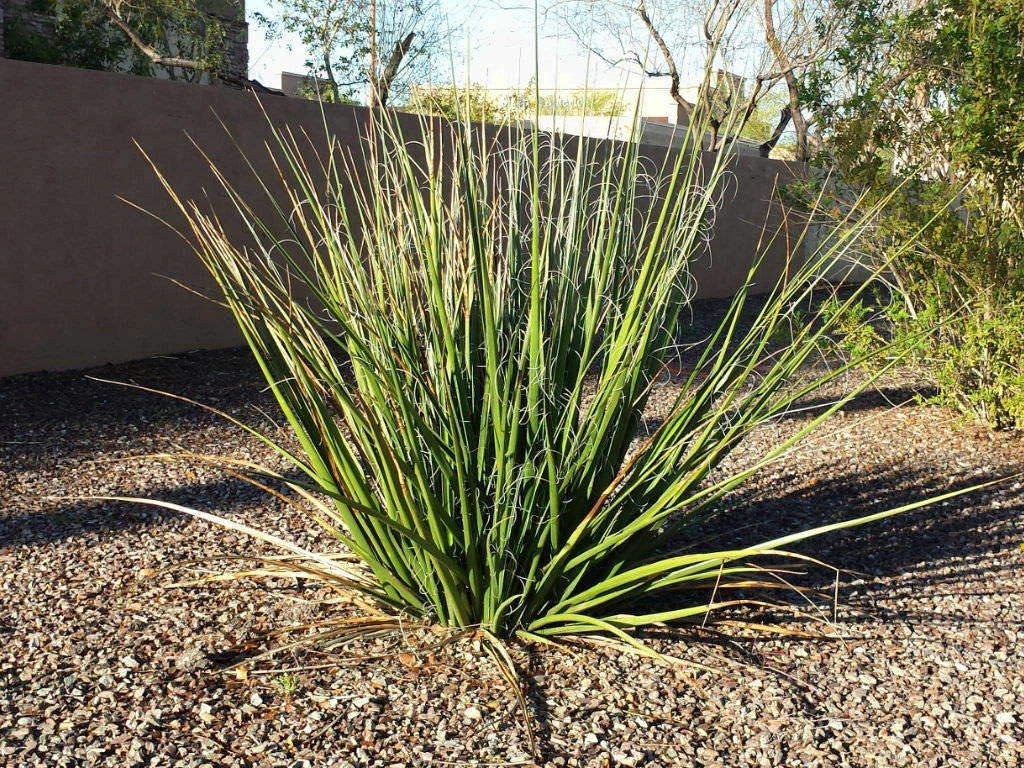 Giant Hesperaloe Funifera Seeds - False Yucca with White Yellow Flowers - Drought-Tolerant Plant - 40 Seeds