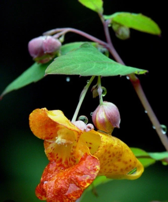 Live Impatiens Capensis Seedlings - Organic Hummingbird's Paradise - 32 Bare Root Plants for Garden, Landscape & Pollinator Attracting