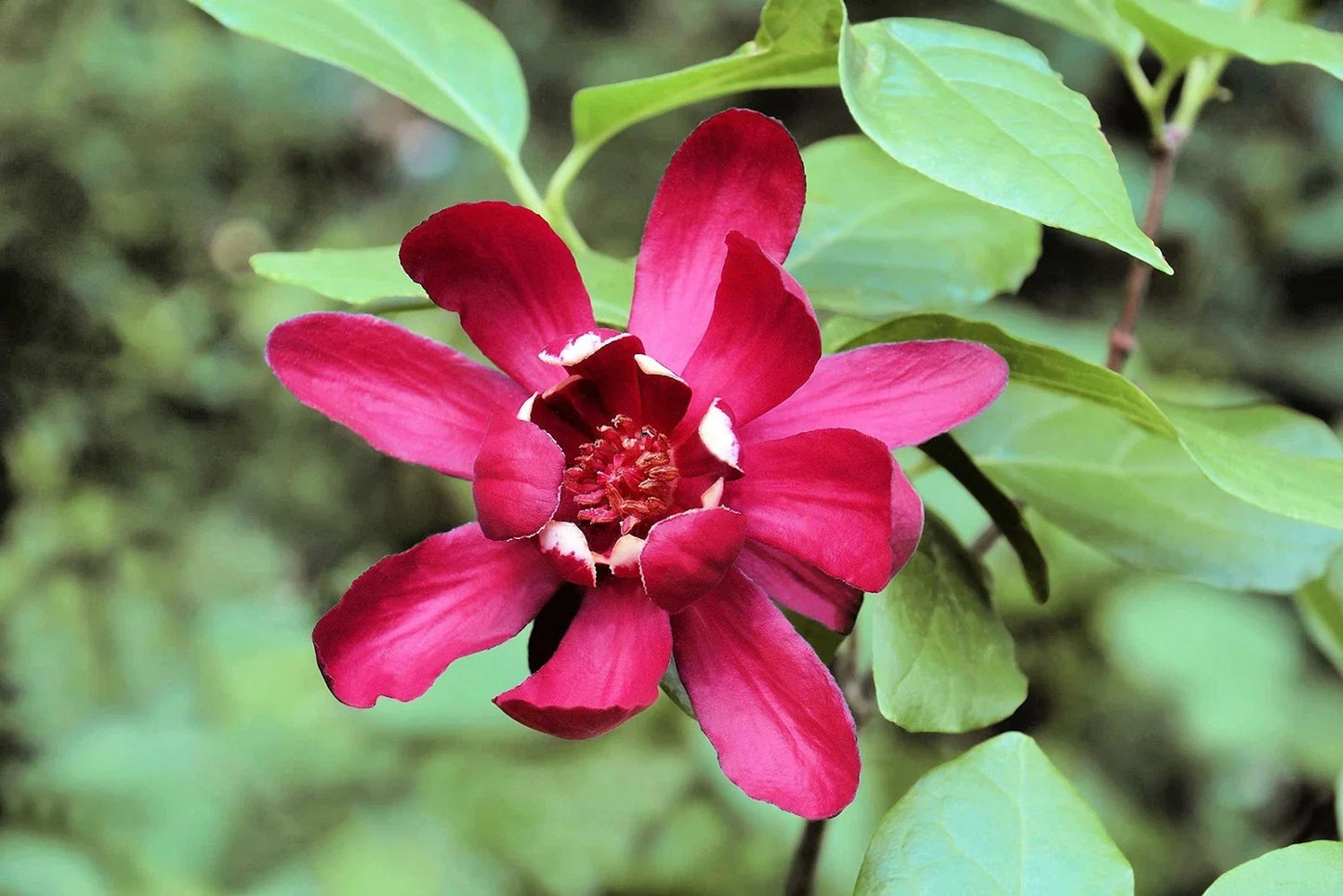 Sweetshrub Seeds 5 Pack - Fragrant Carolina Allspice Calycanthus floridus for Garden Planting