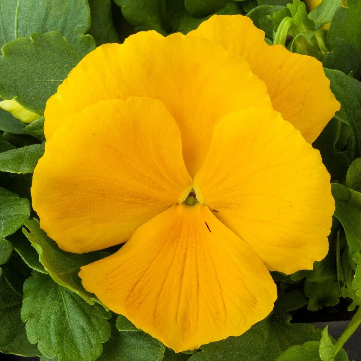 Pansy Seeds - 50 Majestic Giant Clear Yellow Viola wittrockiana Seeds