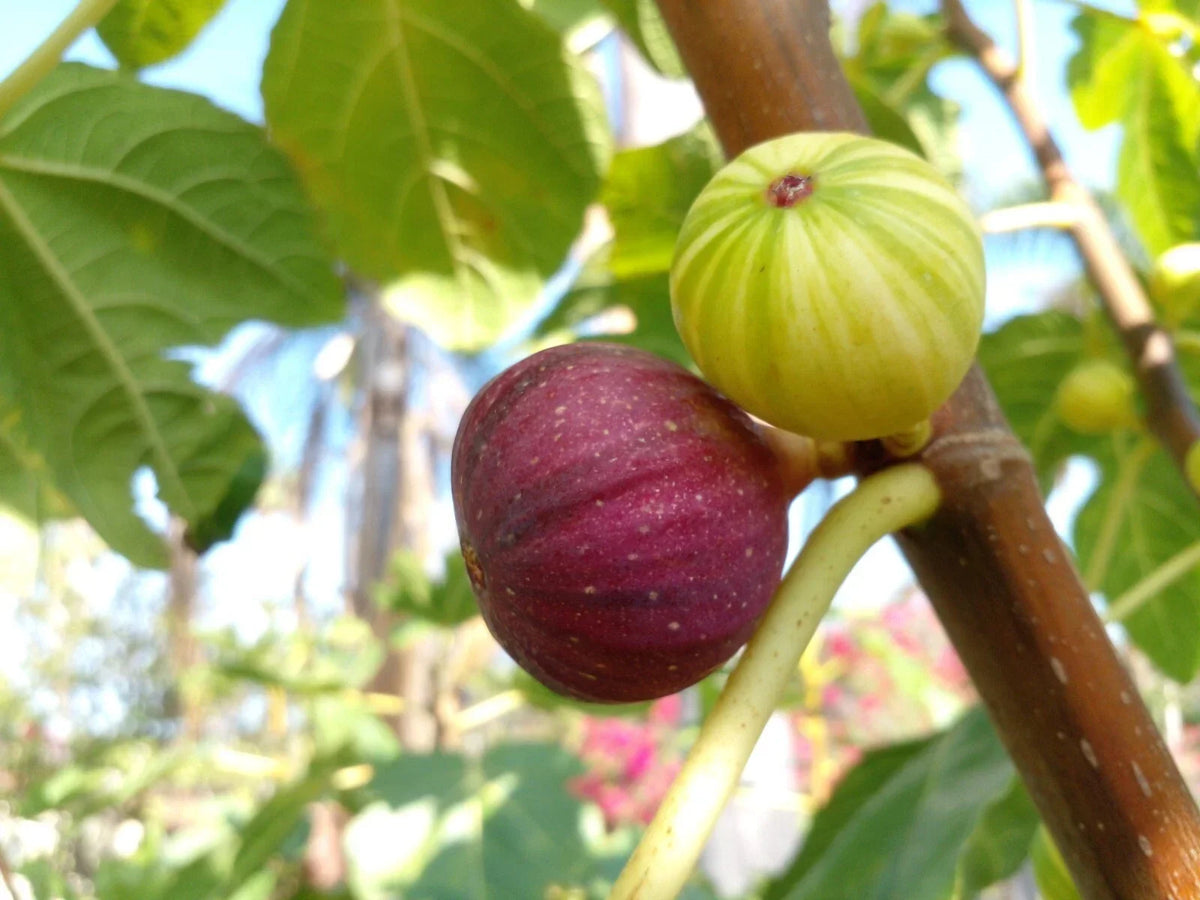 Martinenca Rimada Fig Tree Cuttings - 2 Purple Striped Variegated Figs - Ficus carica