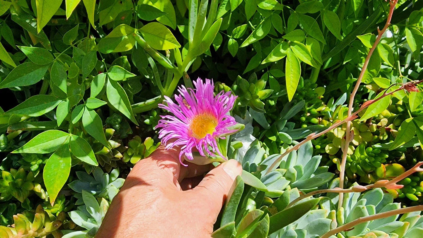 Live Ice Plant Cuttings 36 Pcs - Drought Resistant Ground Cover (Delosperma)