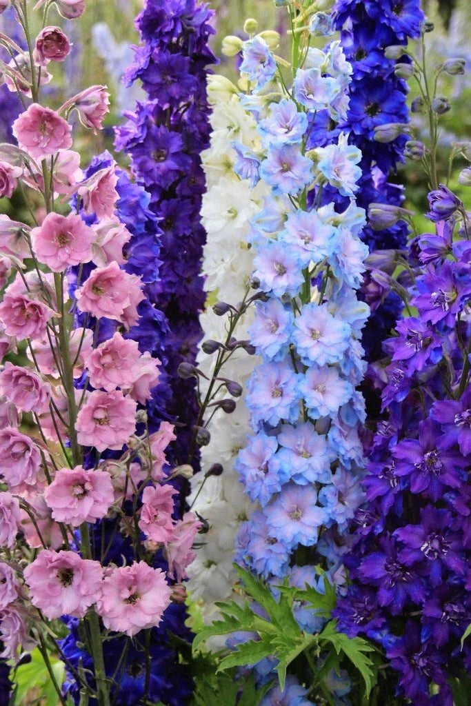 Delphinium Seeds Mix - 50 Doubles Perennial Flower Seeds - Colorful Blooming Mix