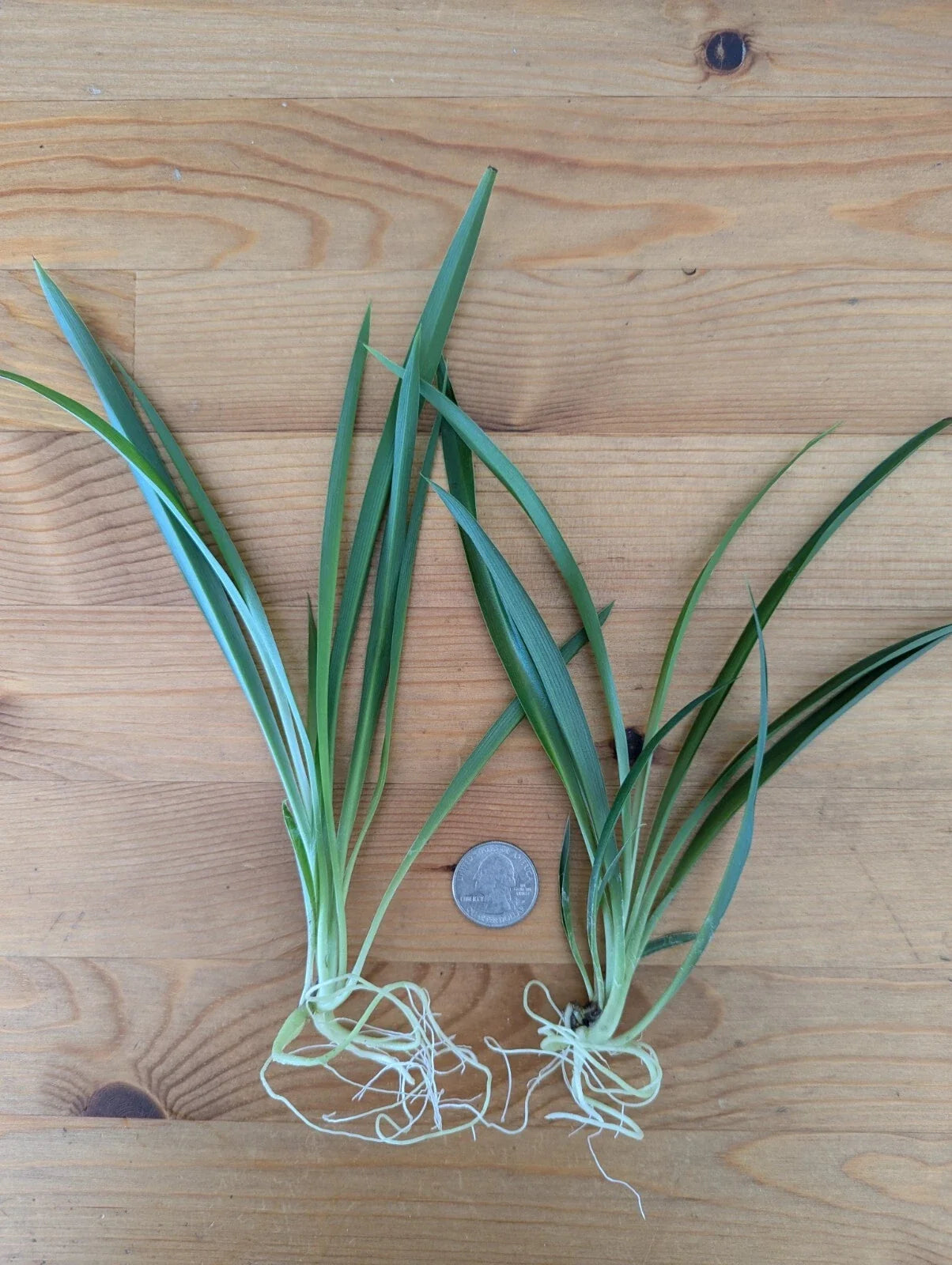 Live Green Spider Plant Cuttings - 5 Rooted Pups Chlorophytum comosum Indoor Houseplant