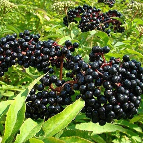 Black Elderberry Seeds Pack – Organic Sambucus nigra Berry Seeds for Gardening & Herbal Use