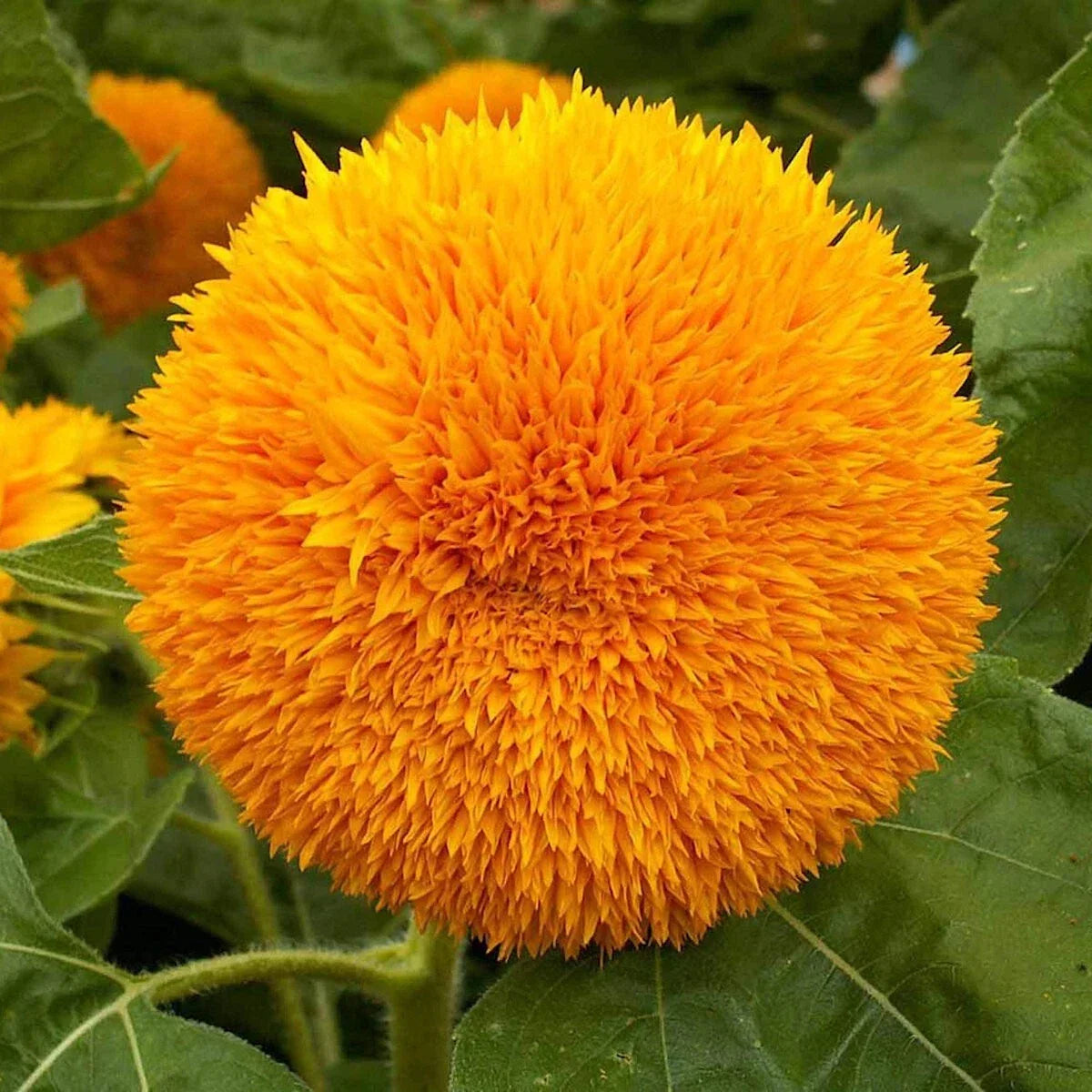 Dwarf Sungold Sunflower Seeds 1/4 Lb - Compact Helianthus annuus Wildflower for Small Gardens