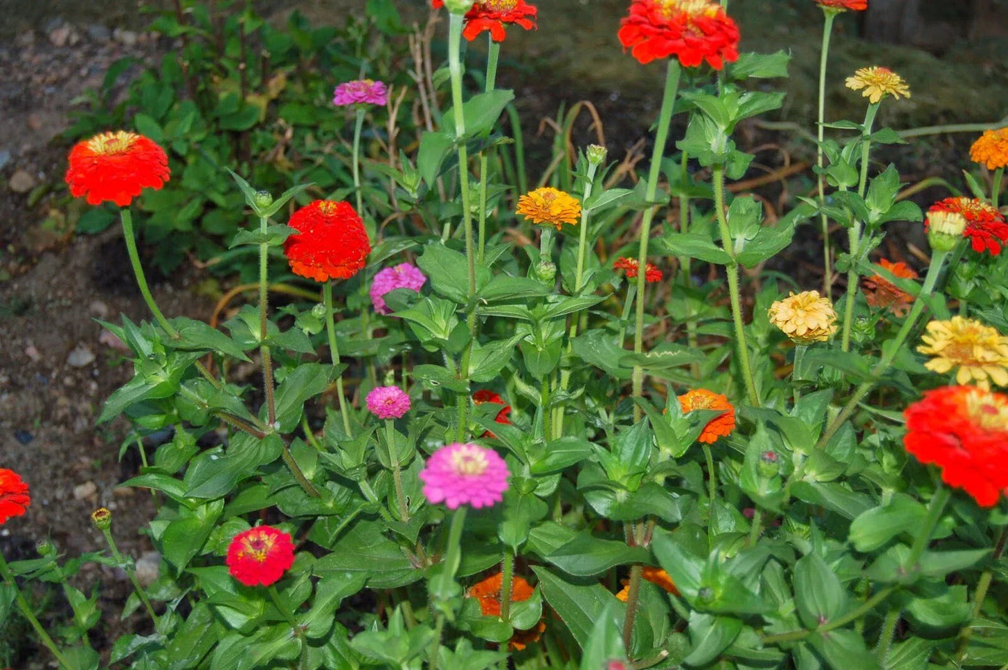 Zinnia Pumila Seeds - 200+ Mixed Colorful Blooms - USA Grown Flower Seeds