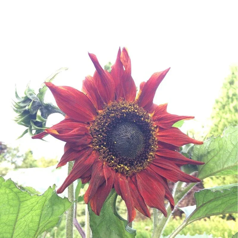 Red Sun Sunflower Seeds - 25+ Heirloom Non-GMO Seeds - Helianthus annuus