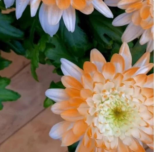 Citrus Spice Mum Seeds - 200 Chrysanthemum morifolium Flower Seeds, Vibrant Annual for Garden, Borders, Containers